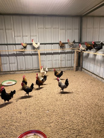 llbyaa-dgag-ofrokh-osysan-ohmam-big-3