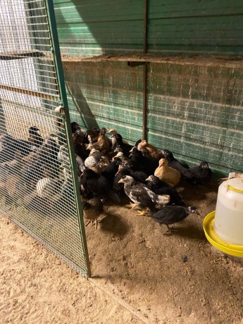 llbyaa-dgag-odyagh-ofrokh-osysan-ohmam-big-2