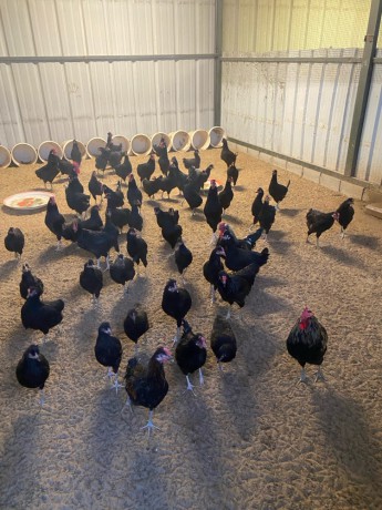 llbyaa-dgag-odyagh-ofrokh-osysan-ohmam-big-6