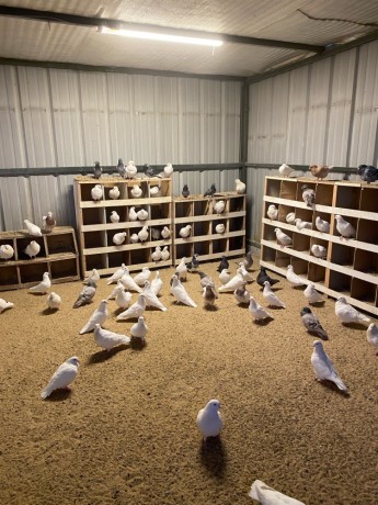 llbyaa-dgag-odyagh-ofrokh-osysan-ohmam-big-7