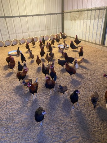 llbyaa-dgag-odyagh-ofrokh-osysan-ohmam-big-5