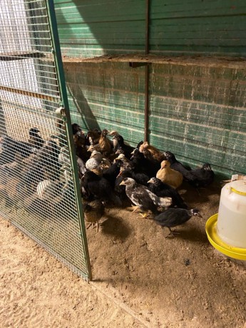 llbyaa-dgag-ofrokh-osysan-ohmam-big-2