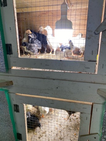 llbyaa-sysan-ofrokh-dgag-big-2