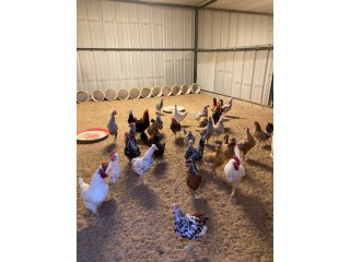 للبيع دجاج بياض