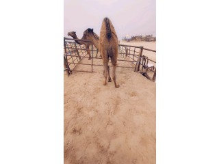 سوق الابل جنوب كبد