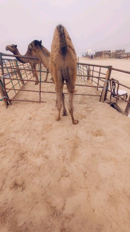 sok-alabl-gnob-kbd-big-0