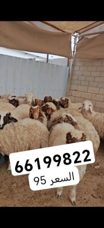 tlyan-krmanyh-maalooofh-otybh-big-0