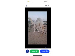 سوق الابل جنوب كبد