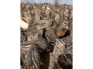 للبيع فري وبيض فري