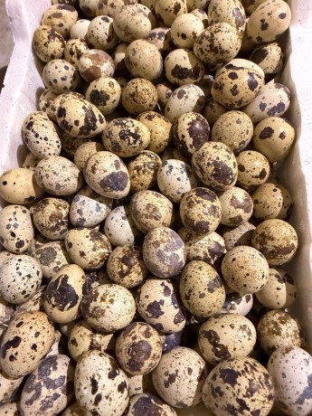 llbyaa-fry-obyd-fry-big-1