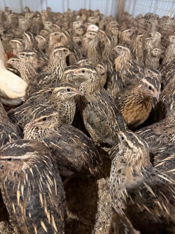 للبيع فري وبيض فري