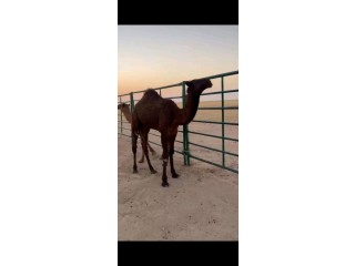 حشو طيبه