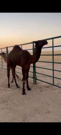 حشو طيبه