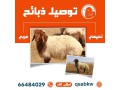 thbayh-llbyaa-alkoyt-small-0