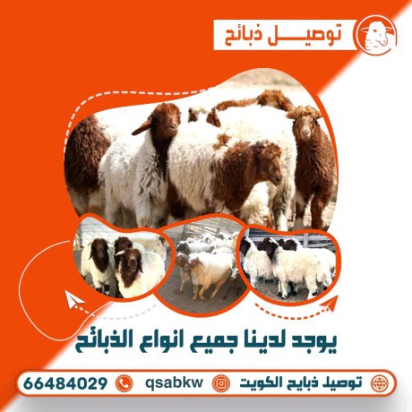 thbayh-llbyaa-alkoyt-big-2