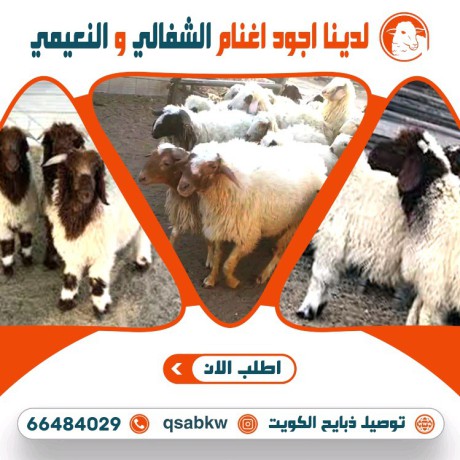 thbayh-llbyaa-alkoyt-big-4