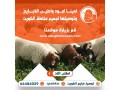 tosyl-thbayh-llbyt-alkoyt-small-2