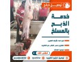 thbayh-llbyaa-ksab-alkoyt-small-4