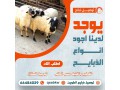 aghnam-llbyaa-khrfan-llbyaa-tosyl-thbayh-small-0