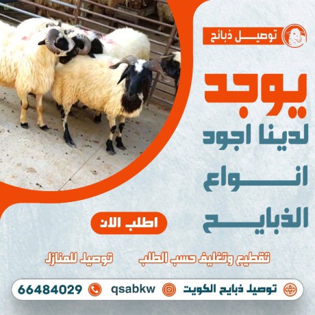 اغنام للبيع خرفان للبيع توصيل ذبايح