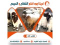 thbayh-llbyaa-tosyl-khrfan-66484029-small-0