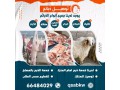 thbayh-llbyaa-tosyl-khrfan-66484029-small-3