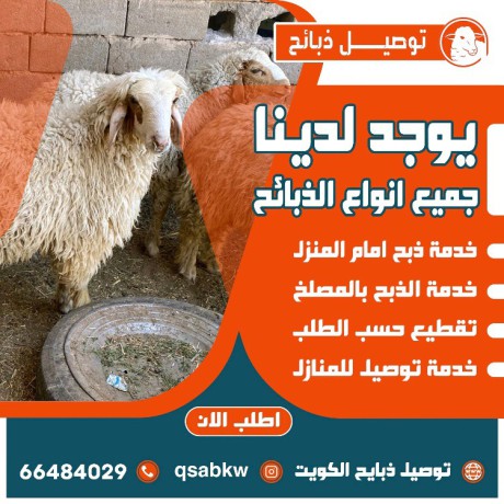 thbayh-llbyaa-tosyl-khrfan-66484029-big-1