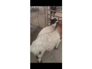 ذبايح نعيم محلي بريه  سمان طيبه