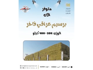 برسيم عراقي كبير 380 - 400 كيلو