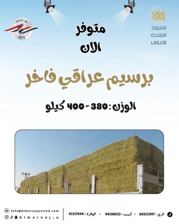 برسيم عراقي كبير 380 - 400 كيلو