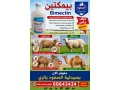 alry-mkabl-sok-alhrag-small-0