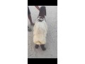 llbyaa-thbyhh-alaamr-thlath-shhor-tht-amh-antag-shy-tyb-smyn-fl-alsaar-130-yogd-khdm-thbh-otosyl-t-66399225-small-0