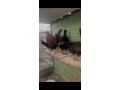 llbyaa-mgoaah-dgag-aarby-byad-shy-tyb-alsaar-15-t-66399225-small-0