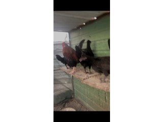 للبيع مجوعه دجاج عربي بياض شي طيب السعر ١٥ ت 66399225