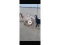 llbyaa-maazaaa-aaoard-shbb-otybh-almtafyl-small-0
