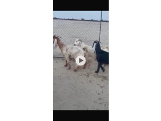 للبيع معزاء عوارض شبب وطيبه المطافيل