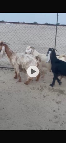 للبيع معزاء عوارض شبب وطيبه المطافيل
